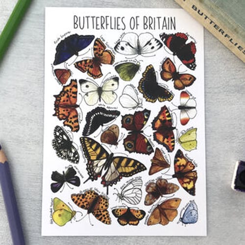 Butterflies Design of Alexia Claire Postcards Pack