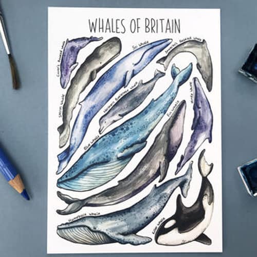 Whales Design of Alexia Claire Postcards Pack